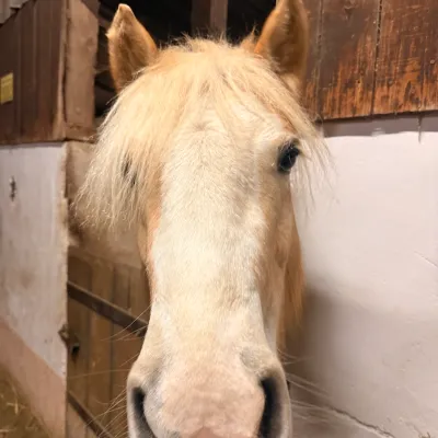 Laika (geb. 2024) ist unsere junge Haflinger-Stute. Trotz ihres zarten Alters von 2 Jahren ist sie unglaublich zutraulich und menschenbezogen.