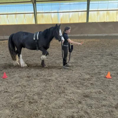 Lennox (geb. 2023) ist trotz seines jungen Alters erstaunlich cool. Egal ob Longieren, Bodenarbeit oder Reiten mit Sarah – er vertraut uns blind.