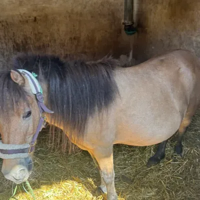 Quacky ist eine kleine Königin mit eigenem Kopf. Trächtig oder nur gut genährt? Das ist hier die große Frage (und Wette!).