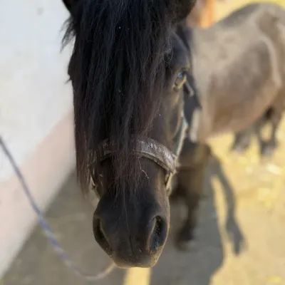 Sleepy macht seinem Namen alle Ehre und döst am liebsten in der Sonne. Für eine ausgiebige Bürstenmassage oder ein Leckerli schleppt er sich dann doch.