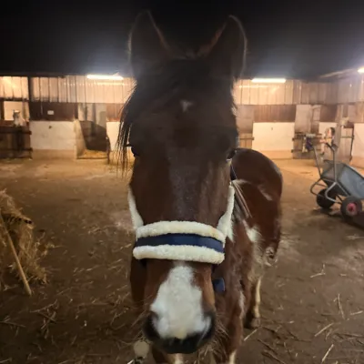 Yakari (geb. 2023) ist unser Neuzugang (kam für Attila). Ein cooler Schecke, den Sarah sofort reiten konnte. Sein Hobby: Seine weißen Flecken schmutzig machen.