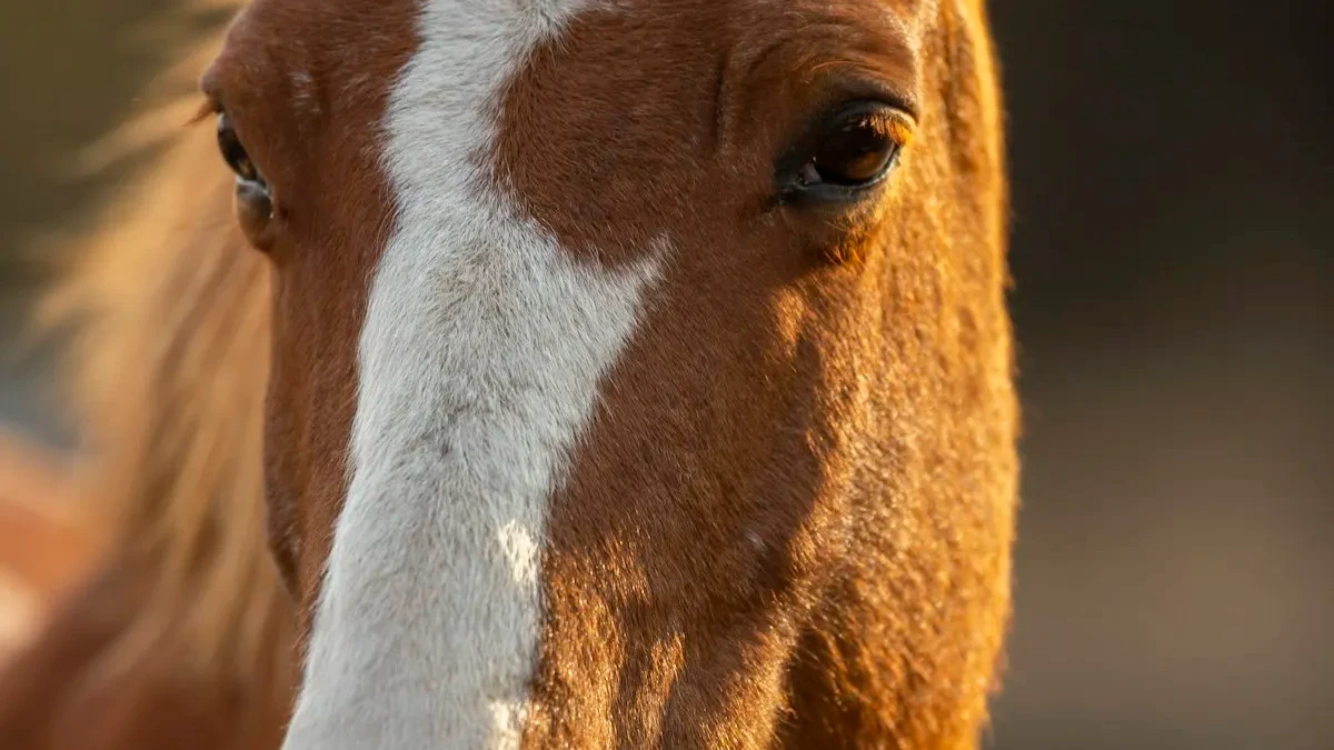 Ein Pony steht ruhig neben einer Reitbahn.