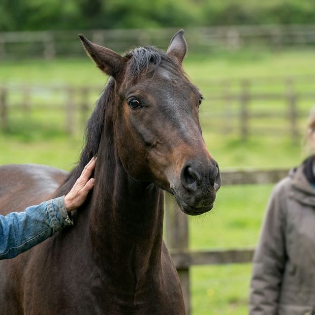 Ein braunes Pferd mit angelegten Ohren und geblähten Nüstern wird von einem Menschen am Hals beruhigt