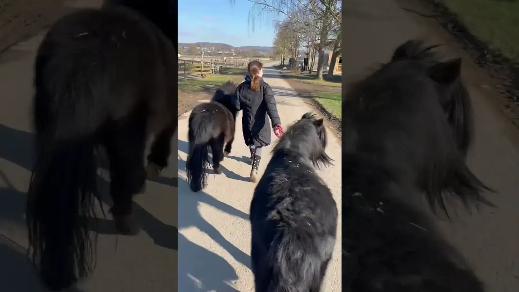 Vorschaubild: POV: Mit EINEM Pony spazieren gehen? Ne, das wäre ja langweilig! #Pferde #Shorts #equestrian