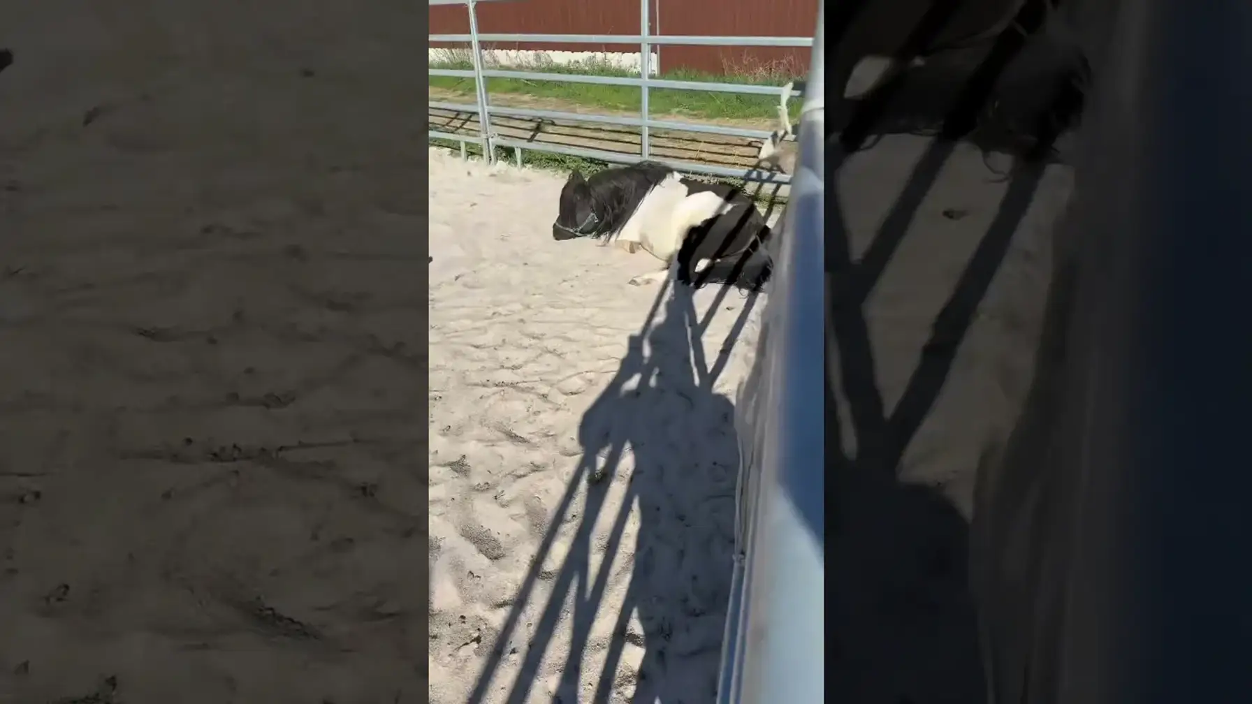 Vorschaubild: Shetty-Chillout auf dem Paddock – Entspannung pur!