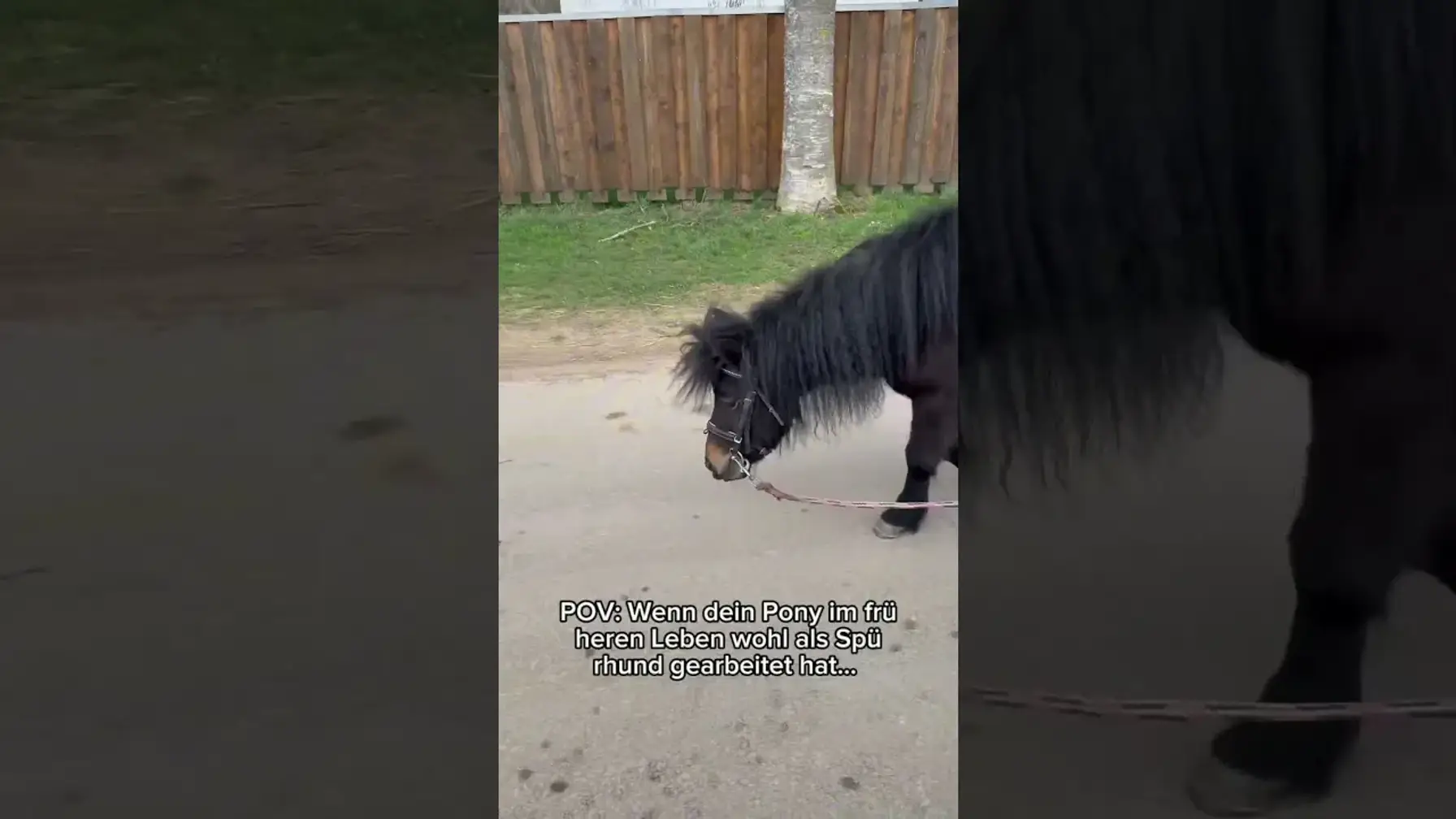 Vorschaubild: POV: Wenn dein Pony denkt, es ist ein Spürhund! 