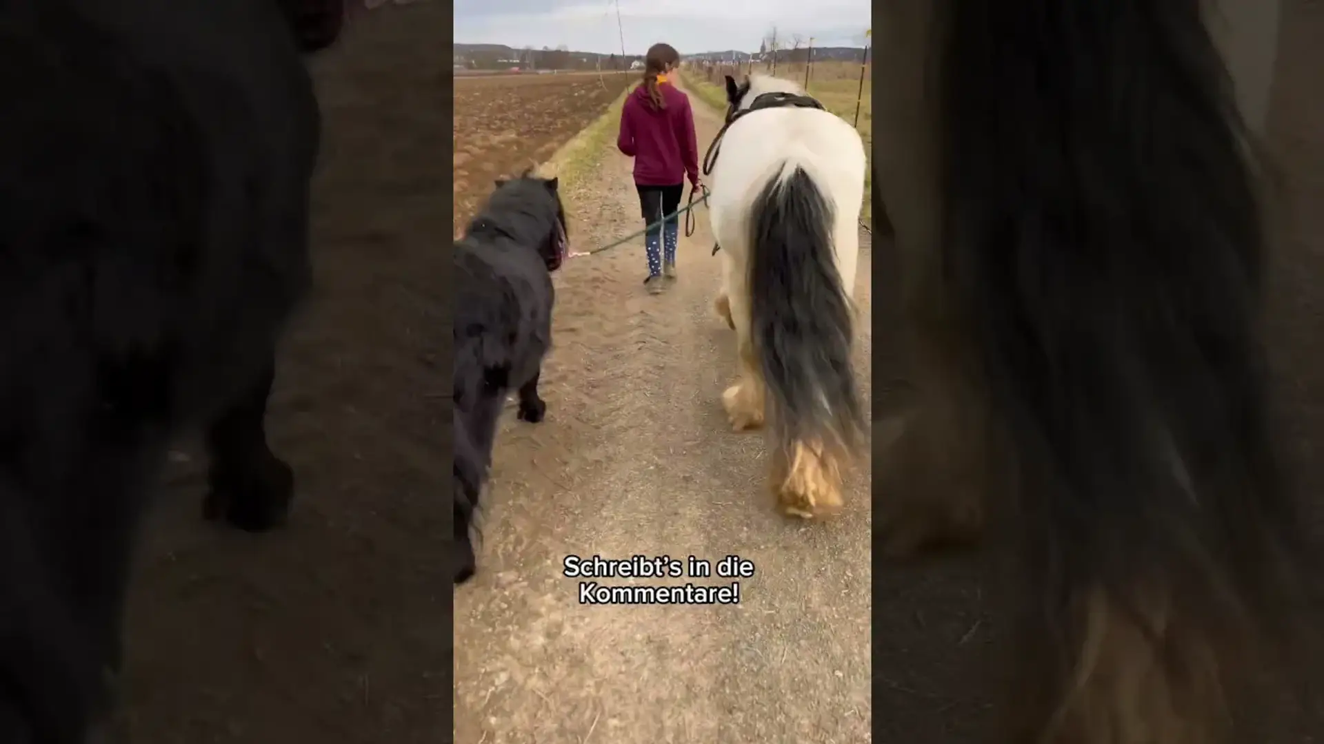 Vorschaubild: Spaziergang mit allen Ponys auf einmal??!!