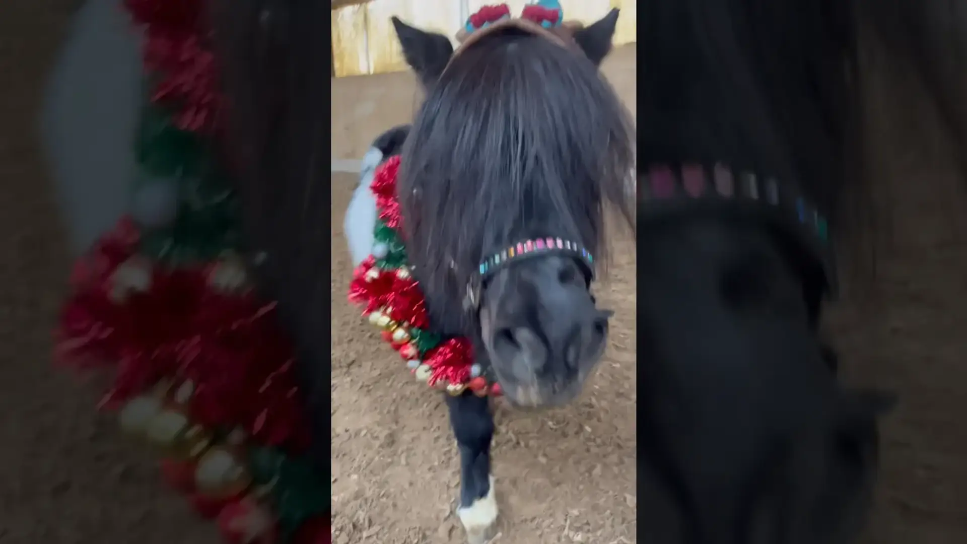 Vorschaubild: Weihnachtliches Pony-Shooting mit selbstgebasteltem Adventskranz