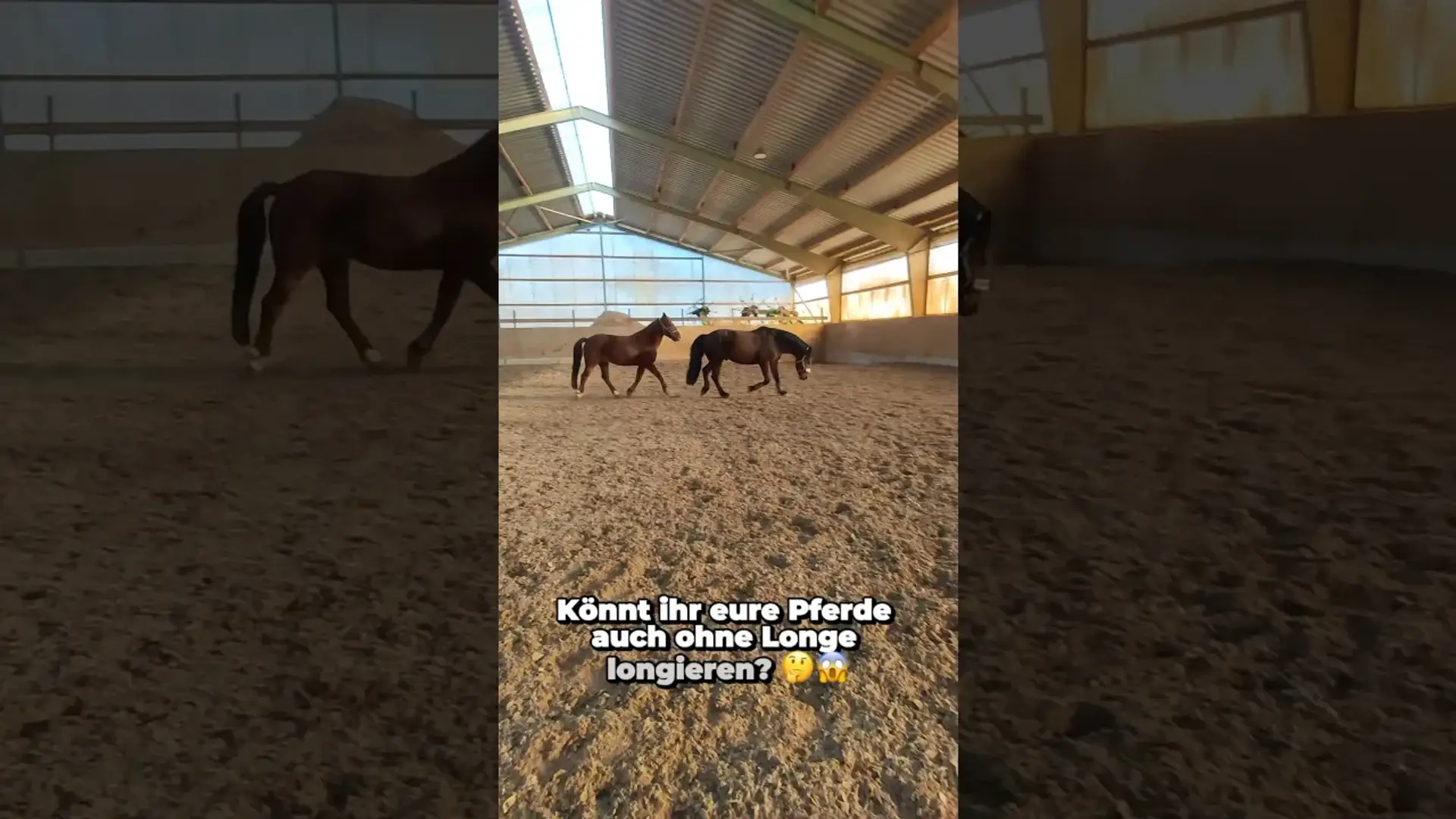 Vorschaubild: POV: Wenn zwei Pferde OHNE LONGE trainieren... Die Reaktion am Ende! #milliondollarbaby