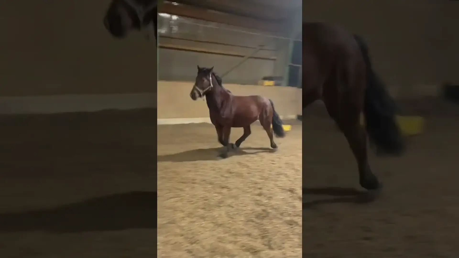 Vorschaubild: Wenn du nur kurz was aufbauen willst – aber deine Pferde machen Party