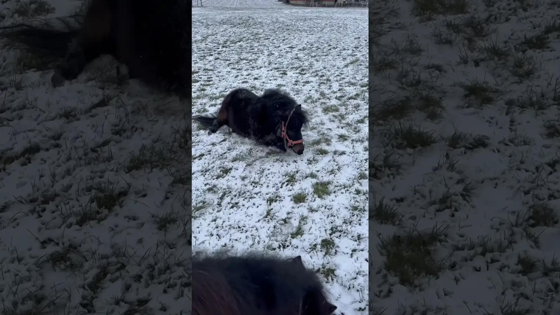 Vorschaubild: Shetty vs. Schnee | Wenn Ponys den Winter entdecken