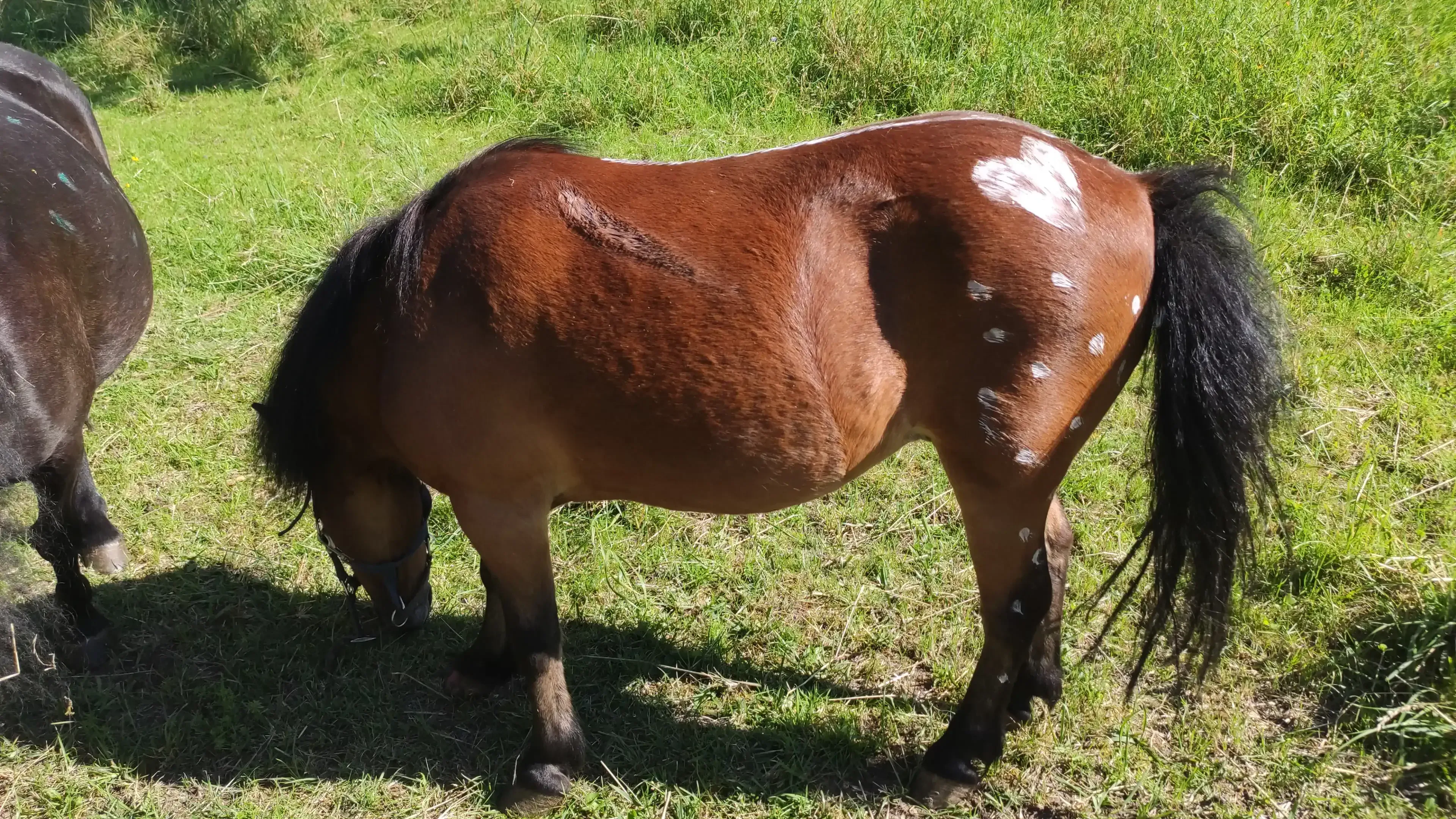 Coco mit bunten Farben - sie liebt die Aufmerksamkeit