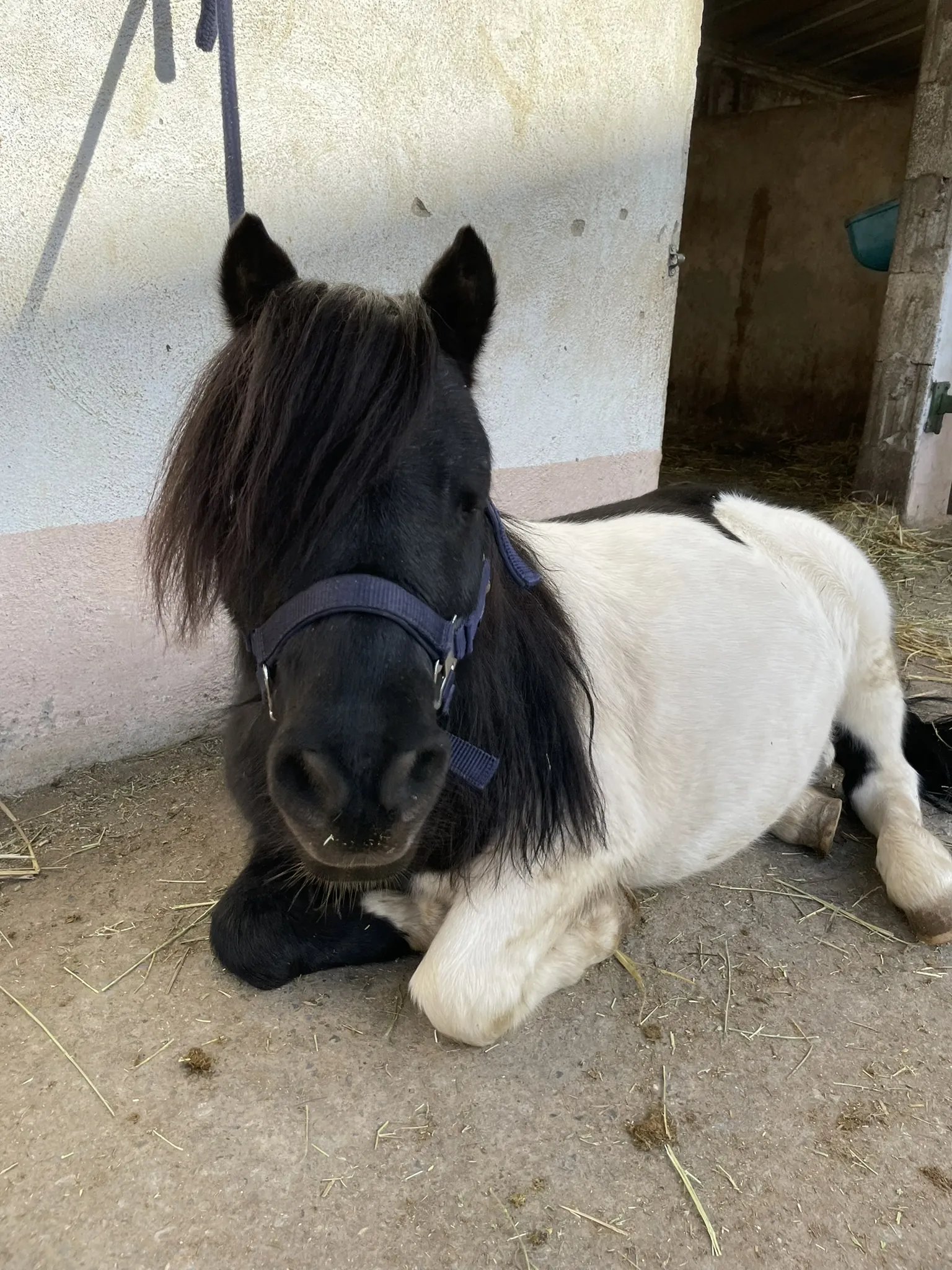 Portrait von Napoleon