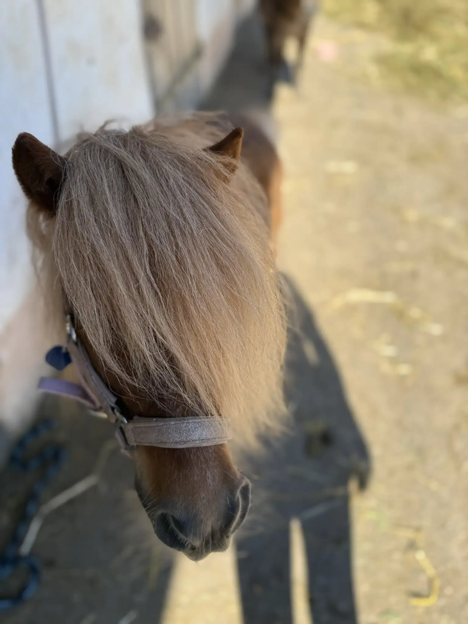 Ruffy läuft mit wehender Mähne