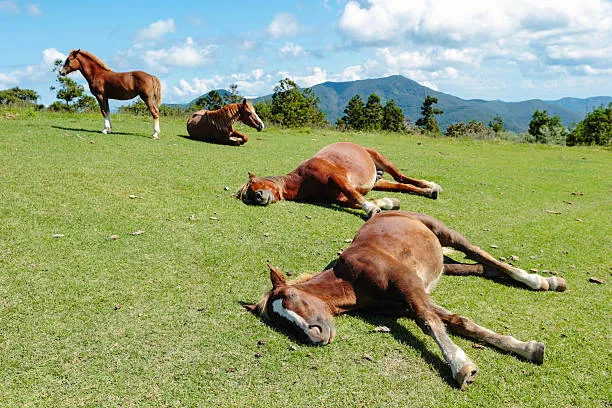 Pferd streicheln - Entspannung auf dem Ponyhof Renningen
